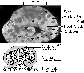 E/LMS 12603: Parturition